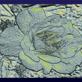 Rosenrelief farbig