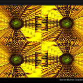 Sonnenblumen Quadratur