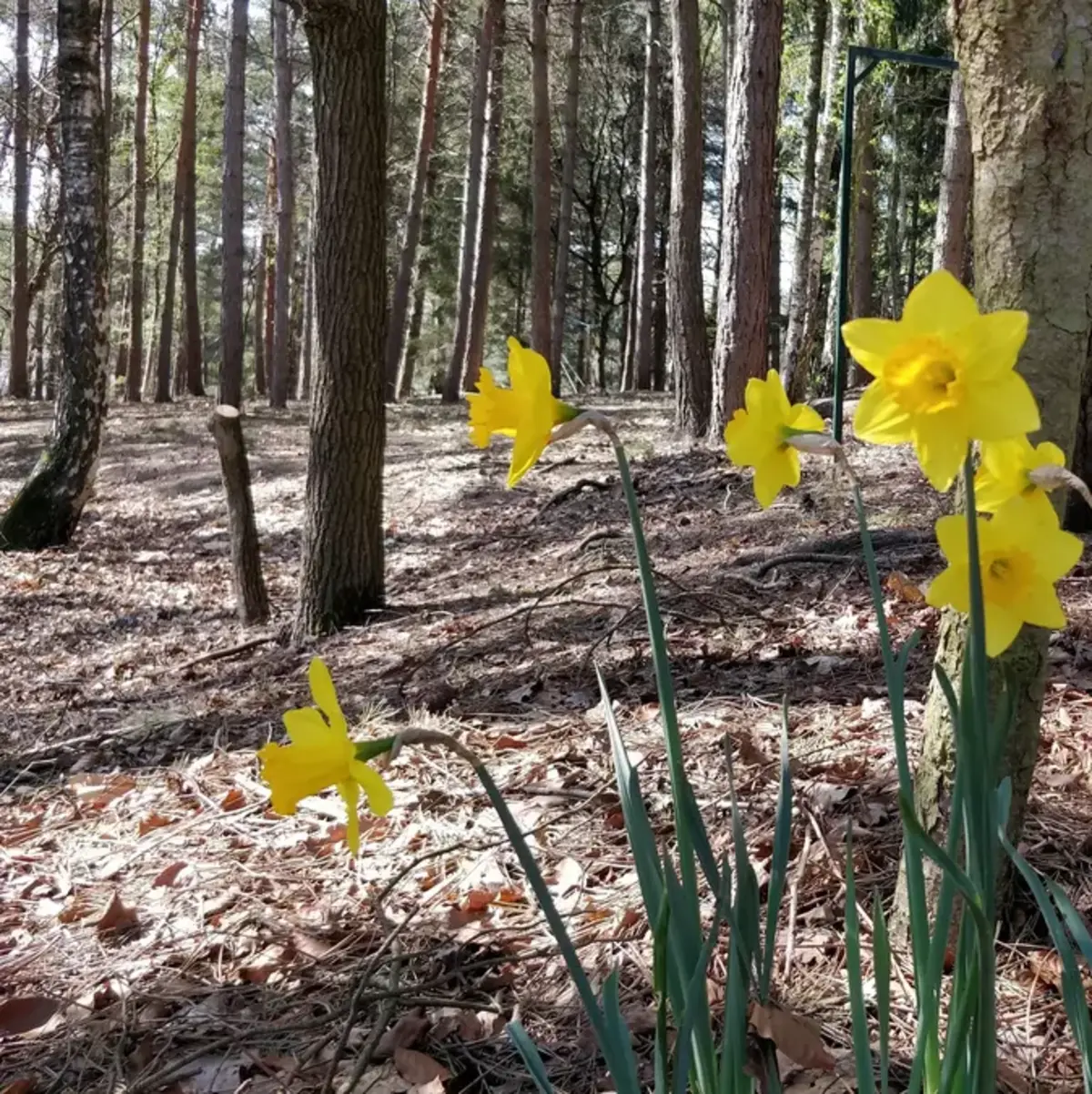 Narcissen in het bos