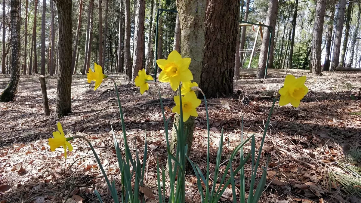 Narcissen in het bos