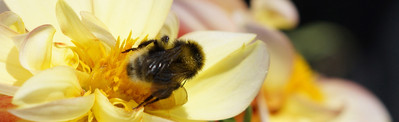 Tierfotos,Tierfotografie,Hochzeitsfotos,Hochzeitsfotografie