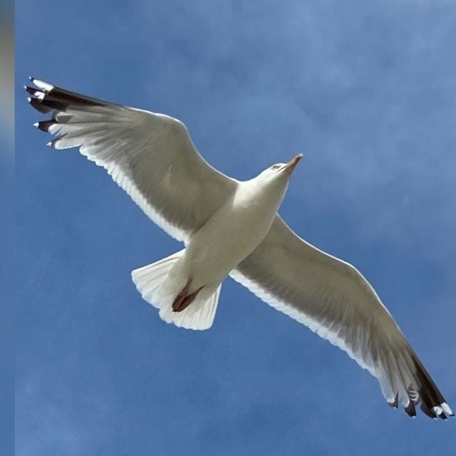 Möwe am Strand in Norddeich